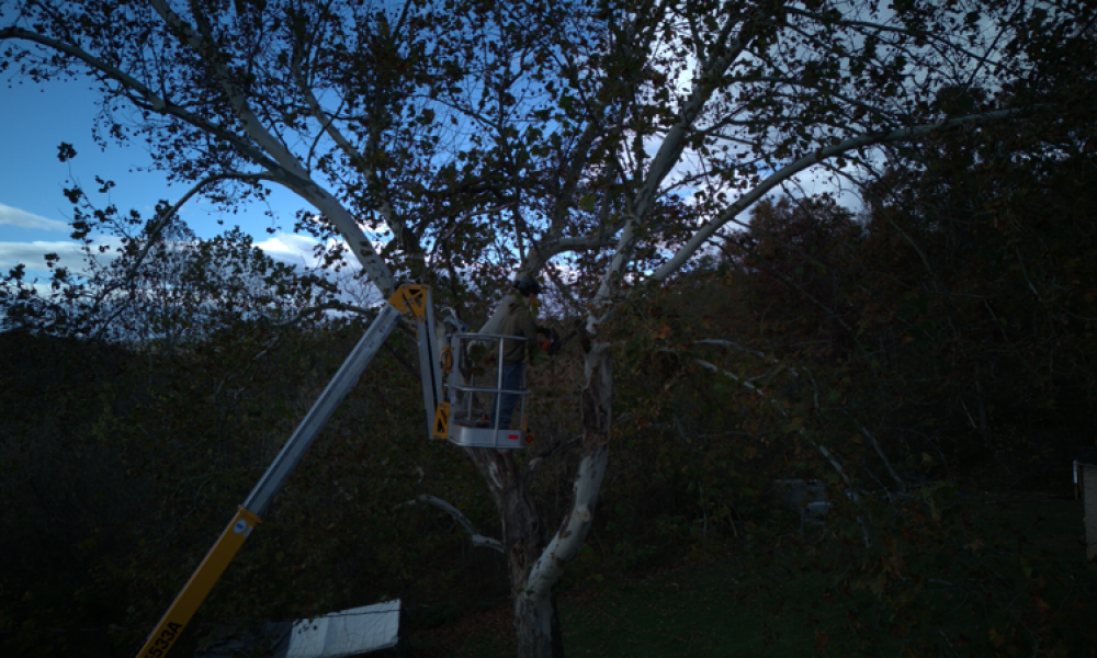 Tree-service-winchester-va-faq